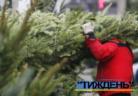 Лісництва області почали продаж різдвяних ялинок і сосен