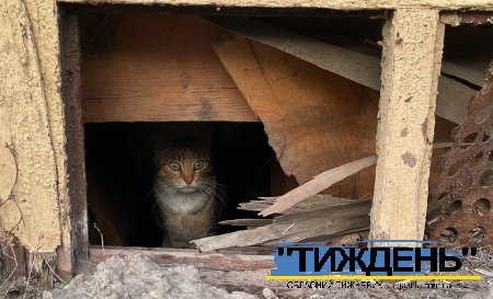 У Тростянці у домашньої кішки виявили захворювання на сказ