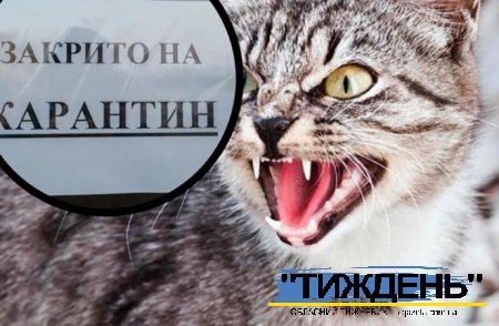 Через сказ свійської кішки на 12 вулицях Тростянця ввели карантин
