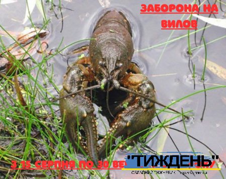 Встановлена заборона на лов раків