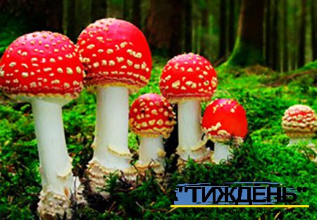 Профілактика отруєння грибами