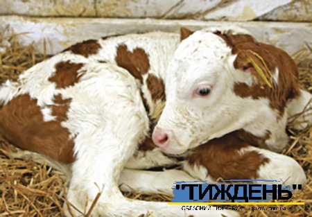 У приватному господарстві села Поляне у теляти виявили сказ