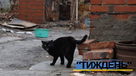 У Тростянці на 25 вулицях і провулках ввели карантин через сказ домашньої кішки