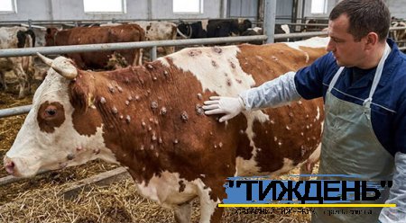 Заразний вузликовий дерматит - небезпечна хвороба для домашніх тварин
