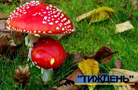 В пік грибного сезону традиційно зростає кількість отруєнь.